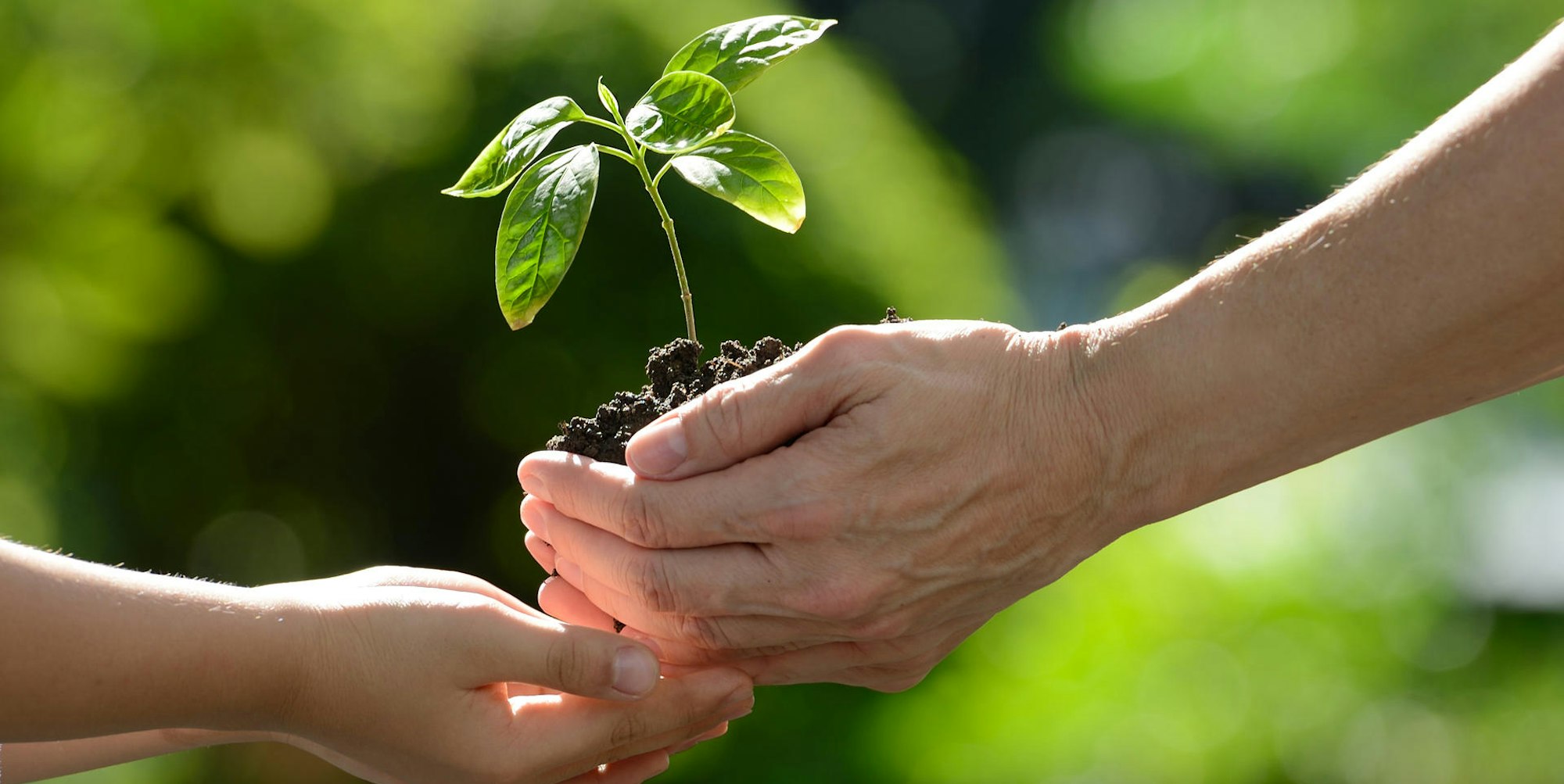 GettyImages große Hand hält Erde mit Pflanze, kleine darunter Symbol_Credit_
