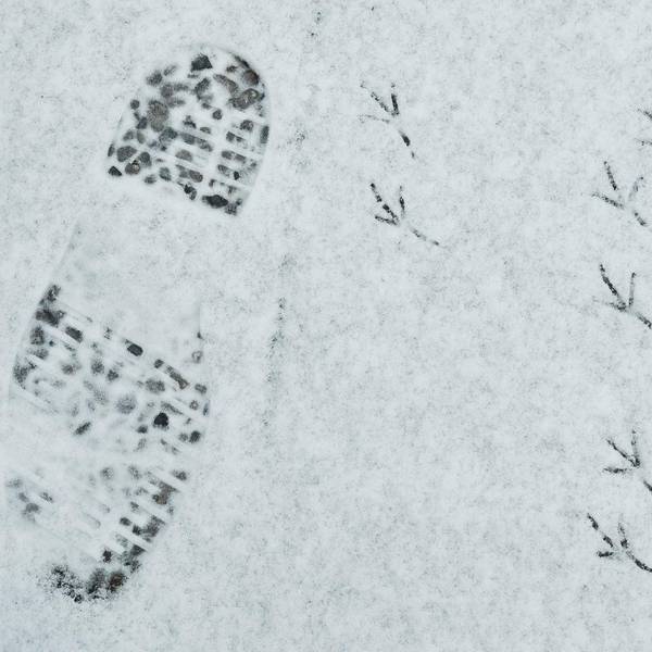 Schnee Spuren
