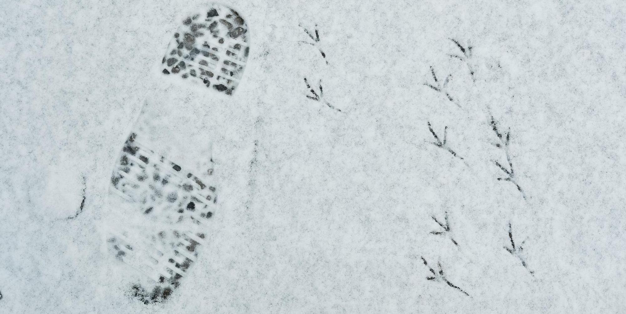 Schnee Spuren