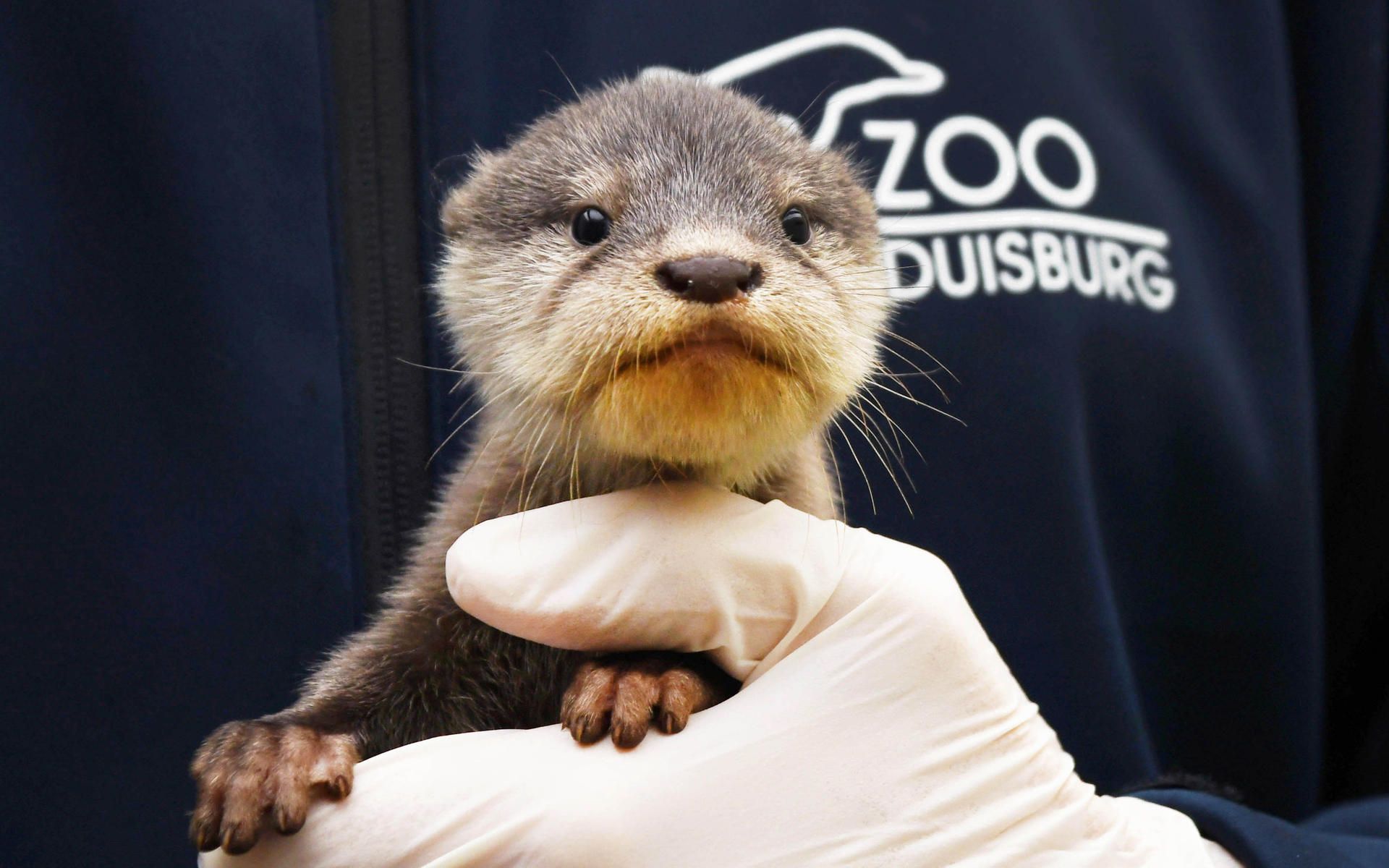 Duisburg_Otter_2