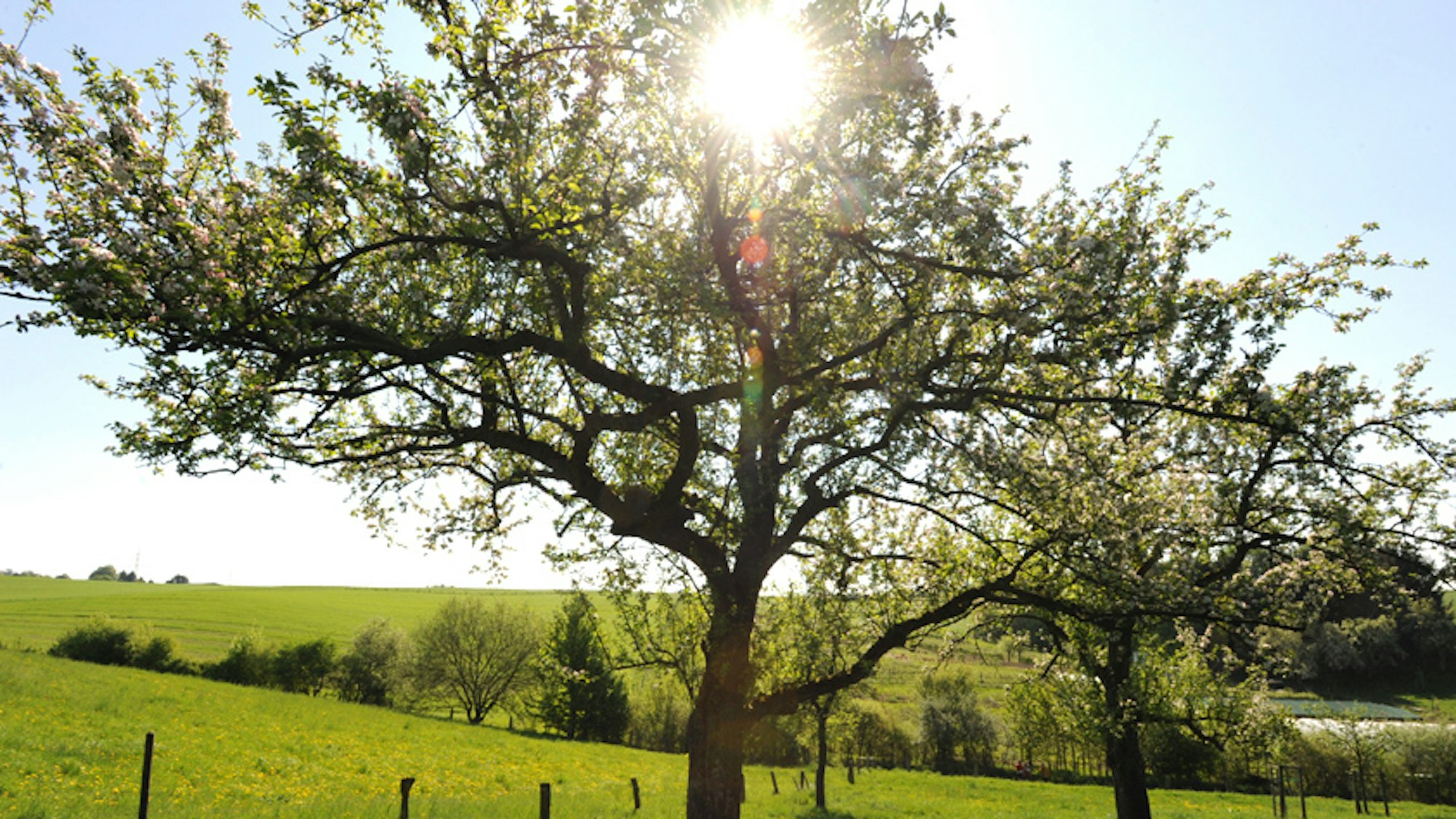 Obsbäume auf der Wiese