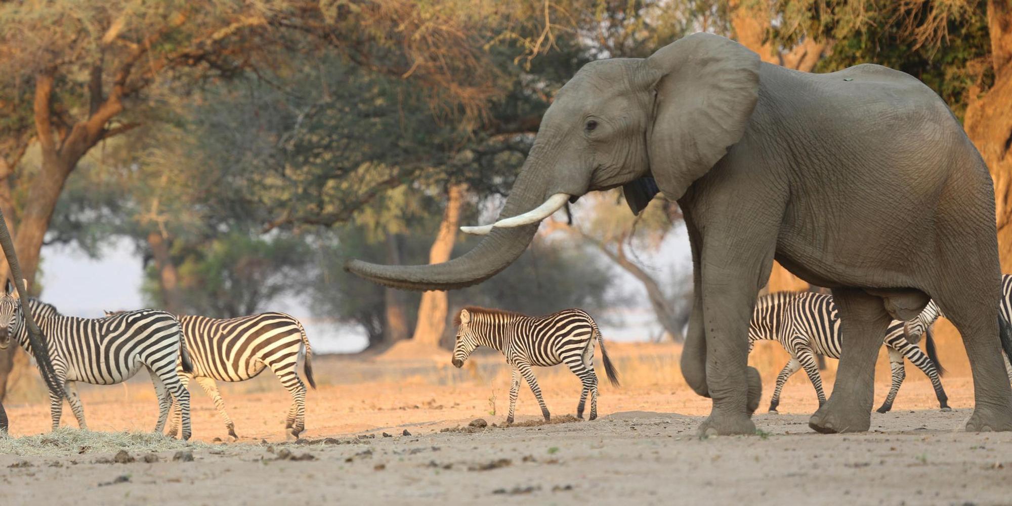 Elefant