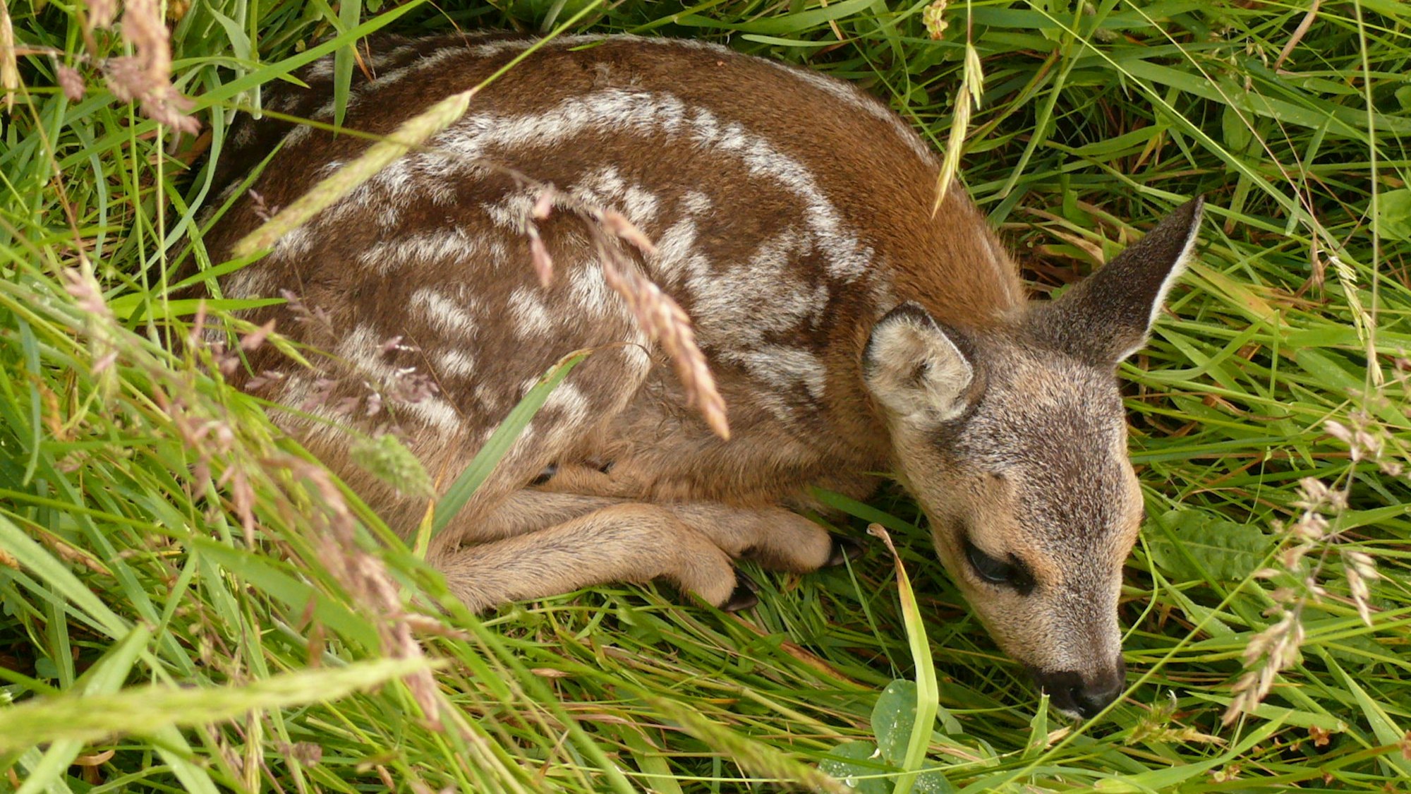 Ein Rehkitz auf einer Wiese.