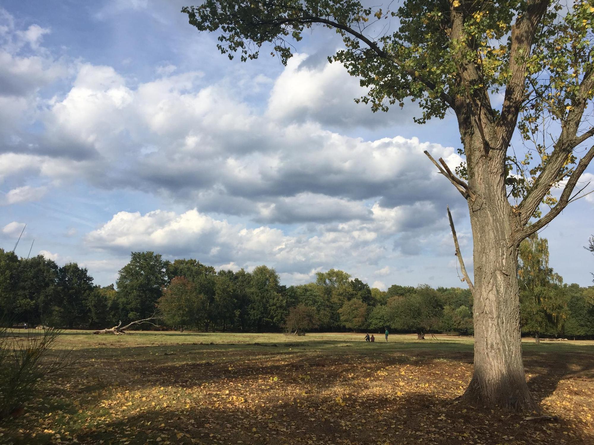 Wahner Heide Reiche 2018-6