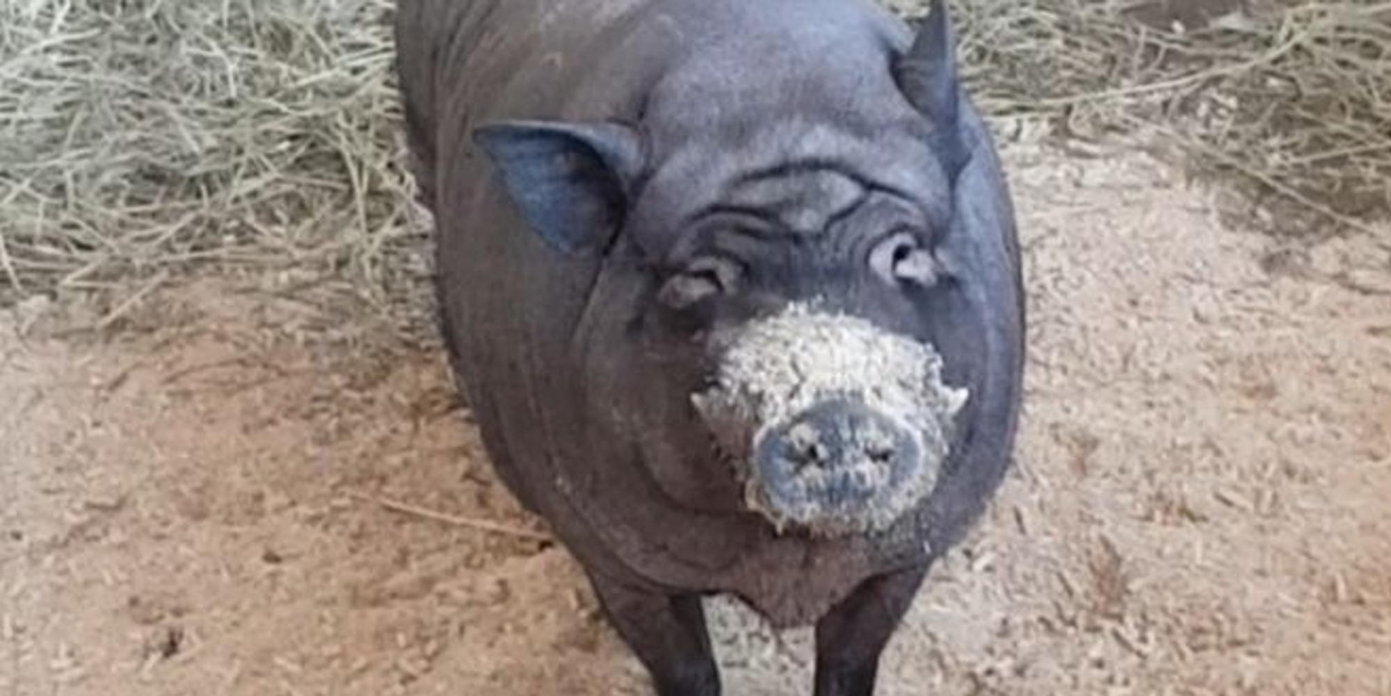 Kerpen_Tierschuetzerin_Anja_Berger_(4)
