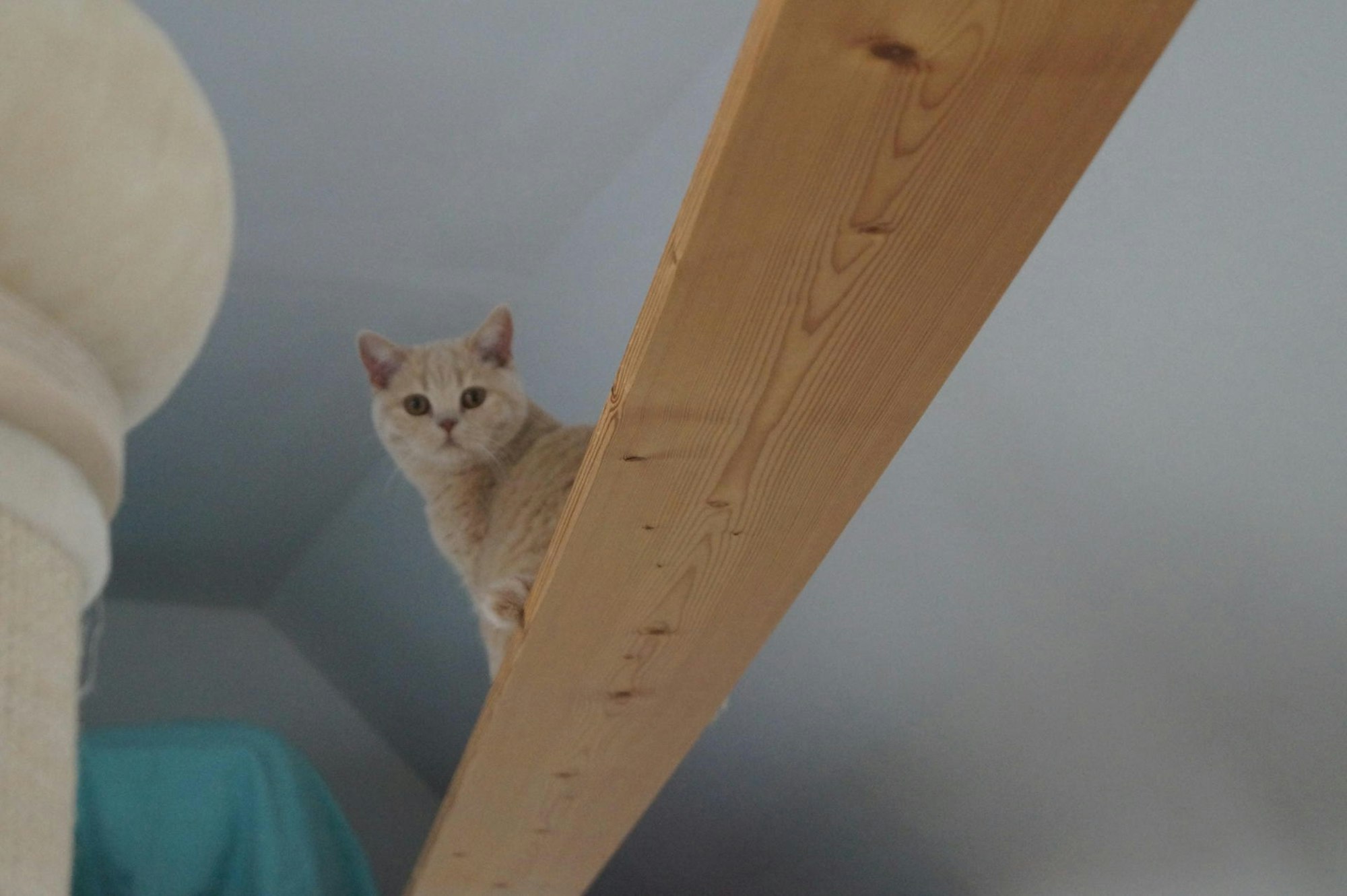 KatzenpensionKerpen2