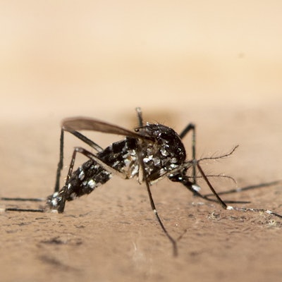 Tigermücke DPA 270722