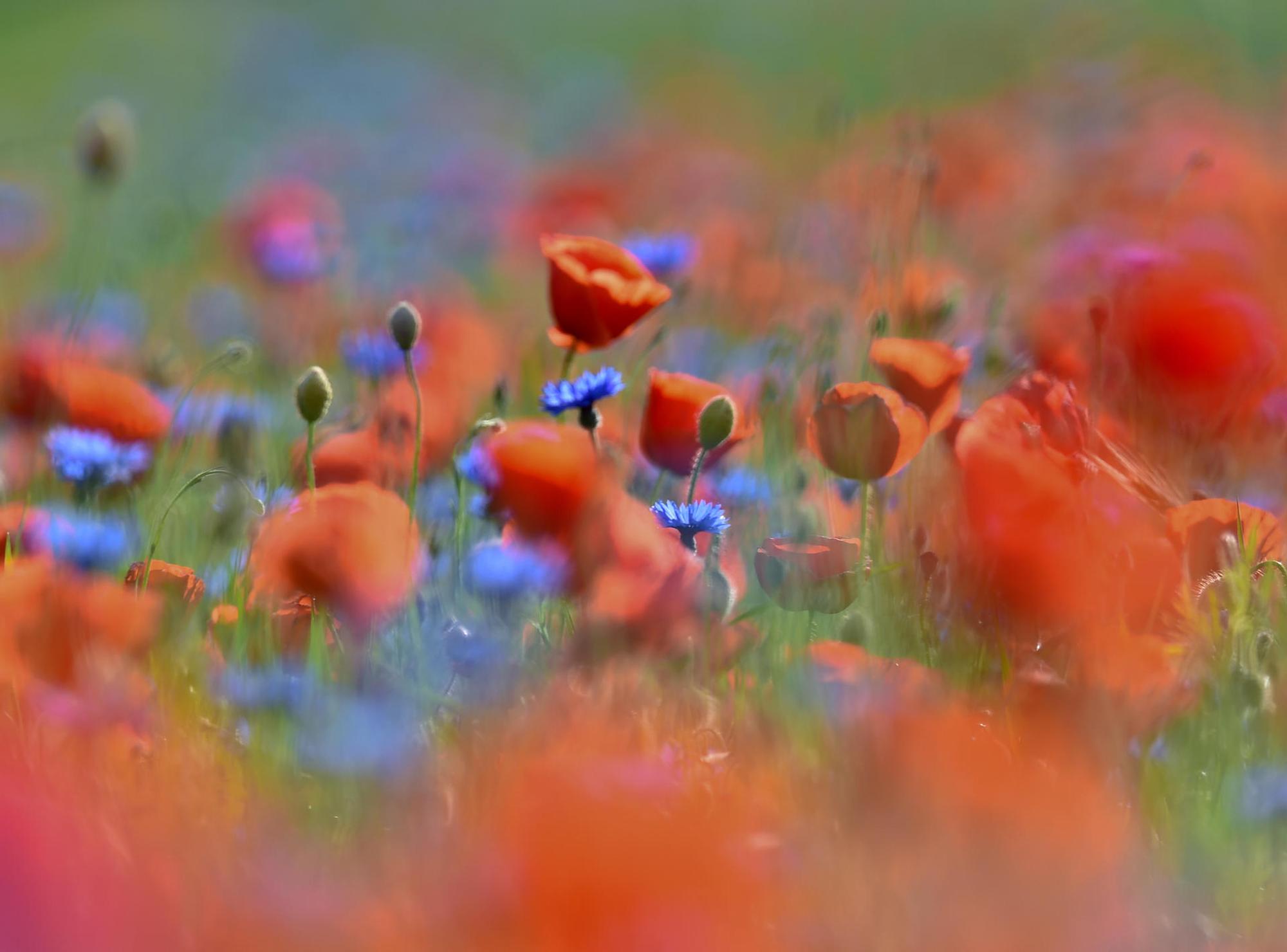 Kornblumen
