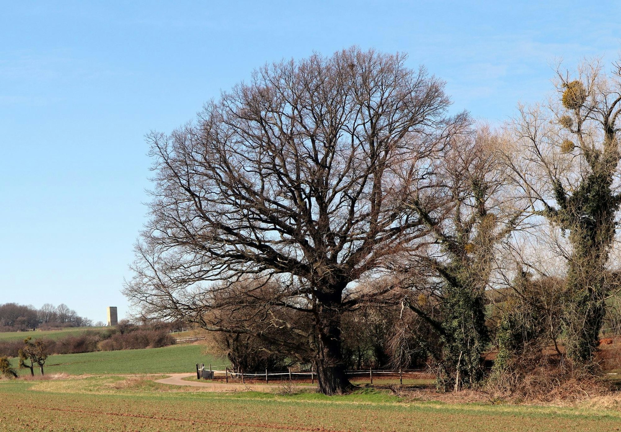 Wanderung Eifelschleife Stockertblick Stieleiche