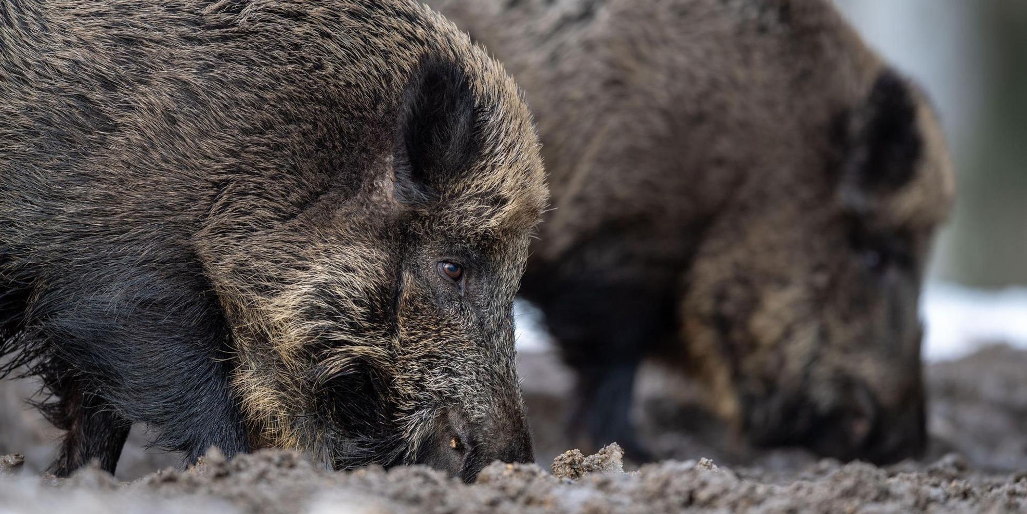 Wildschweine