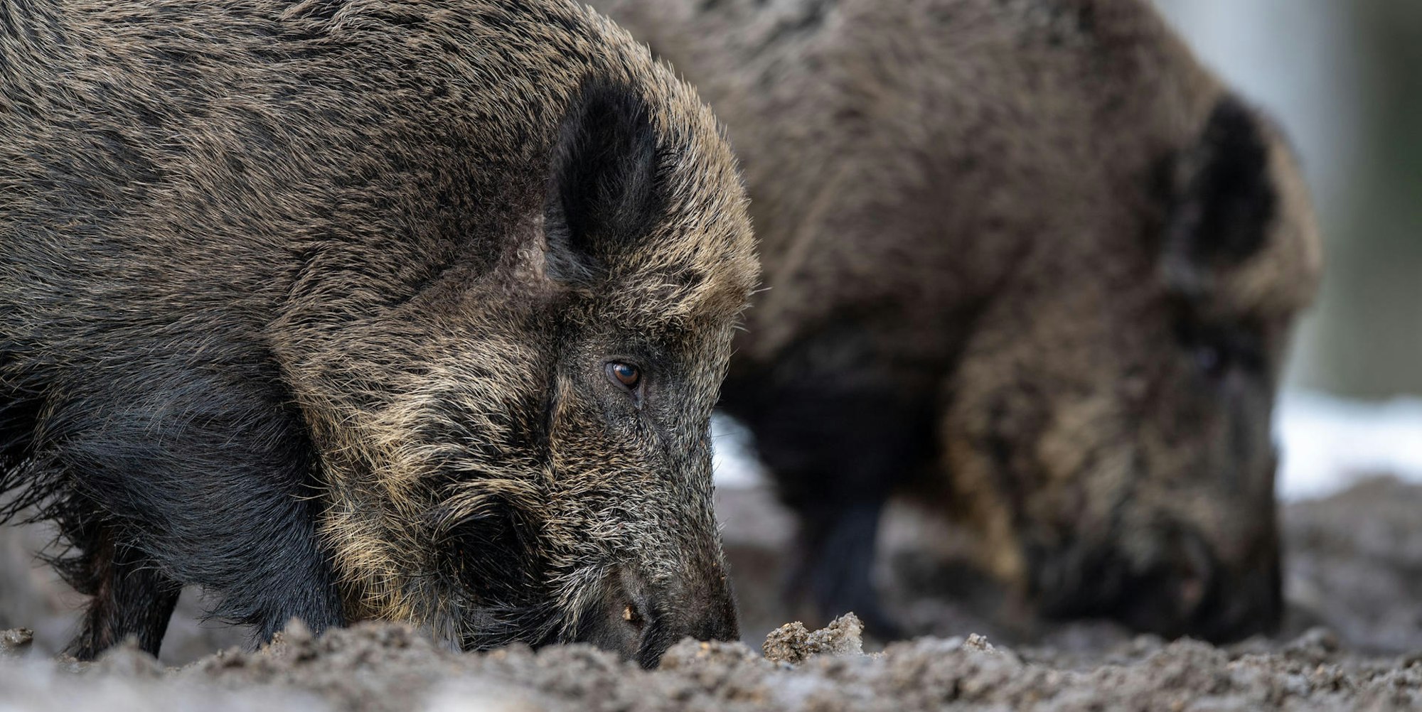 Wildschweine