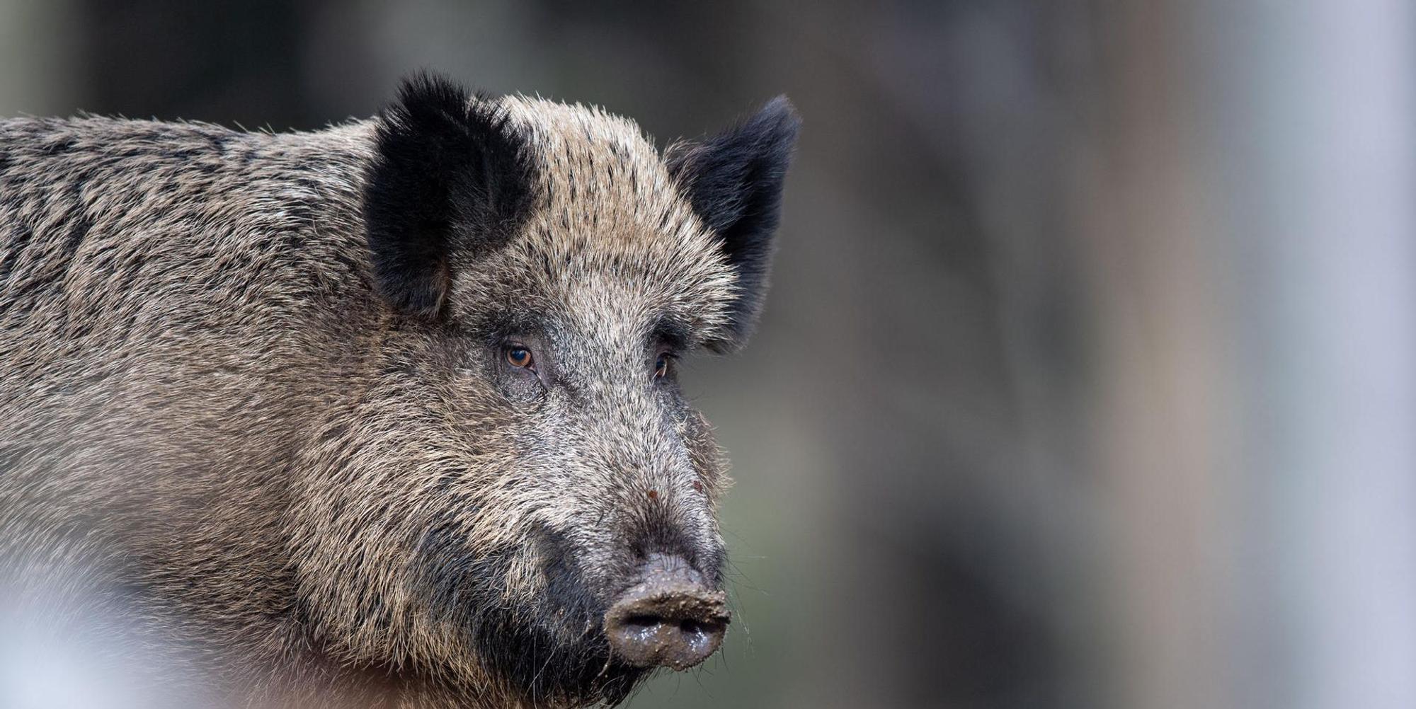 Wildschwein 041219