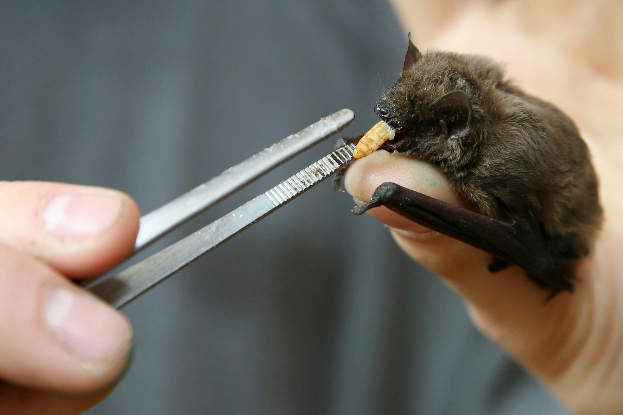 Fledermaus_01 Goyert Fütterung