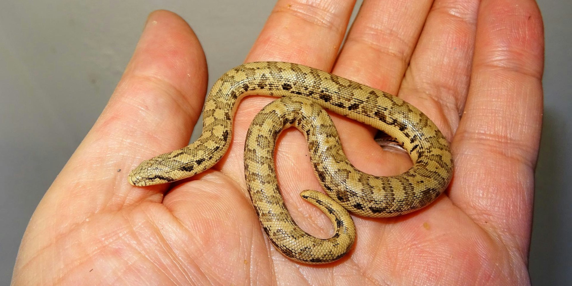 Tartarische Sandboa phot. Thomas Ziegler (5)