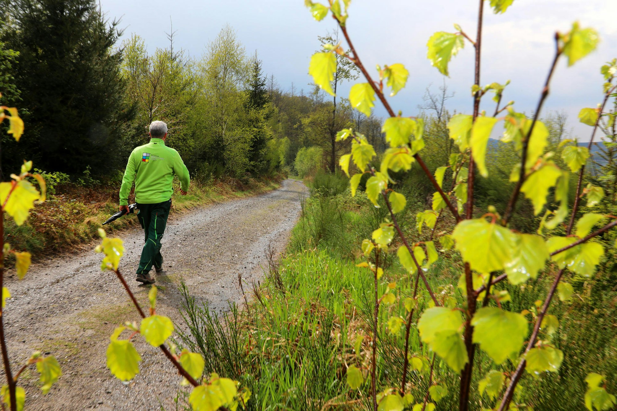 feuerundflammewegbusch_1