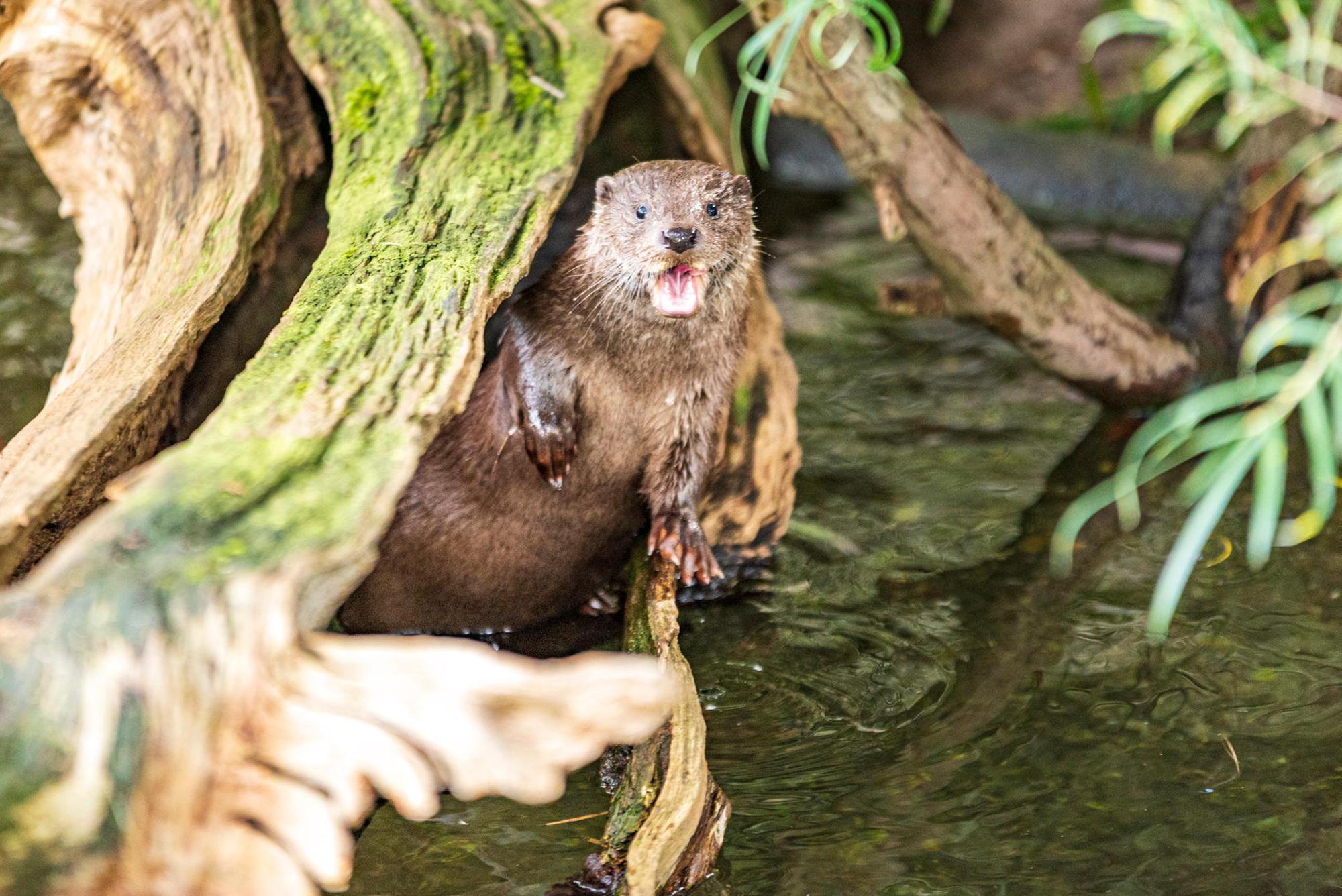 Otter2