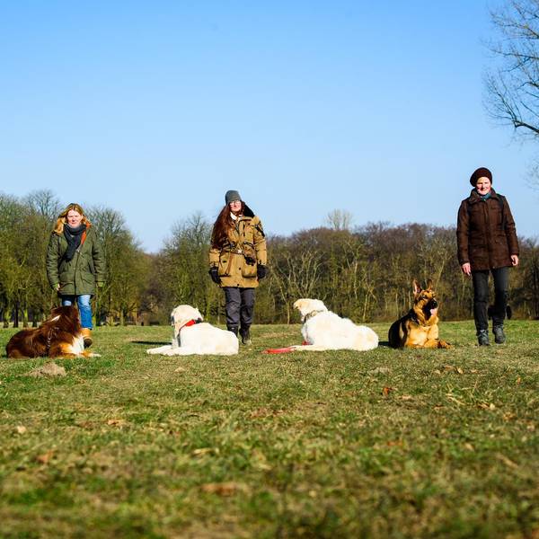 hundeschulen2