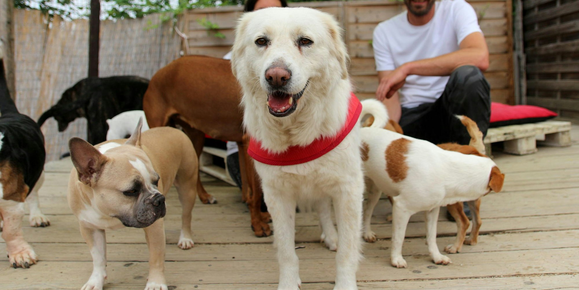 Susi_und_Strolch,_Pu-Brauweiler___035-001