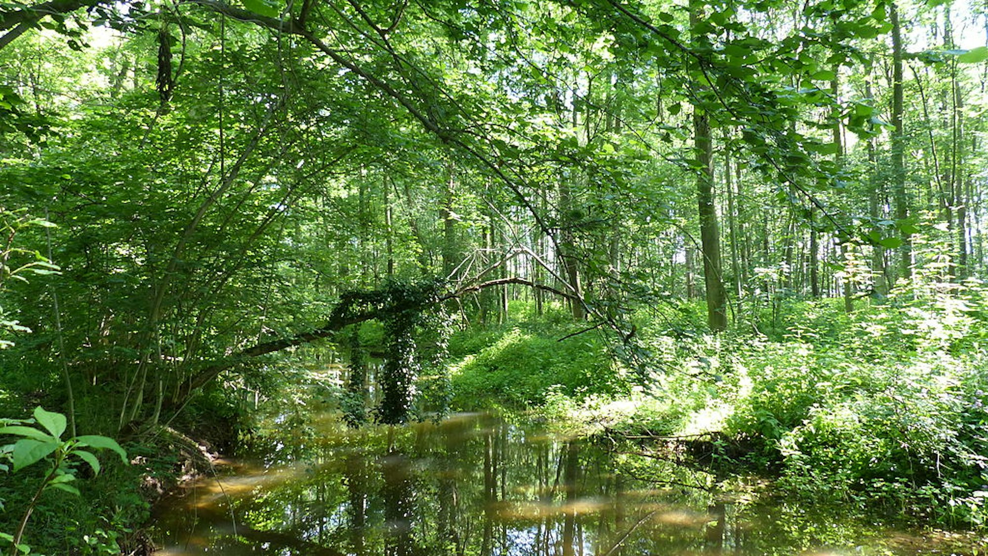 Auenlandschaft im Kerpener Bruch.
