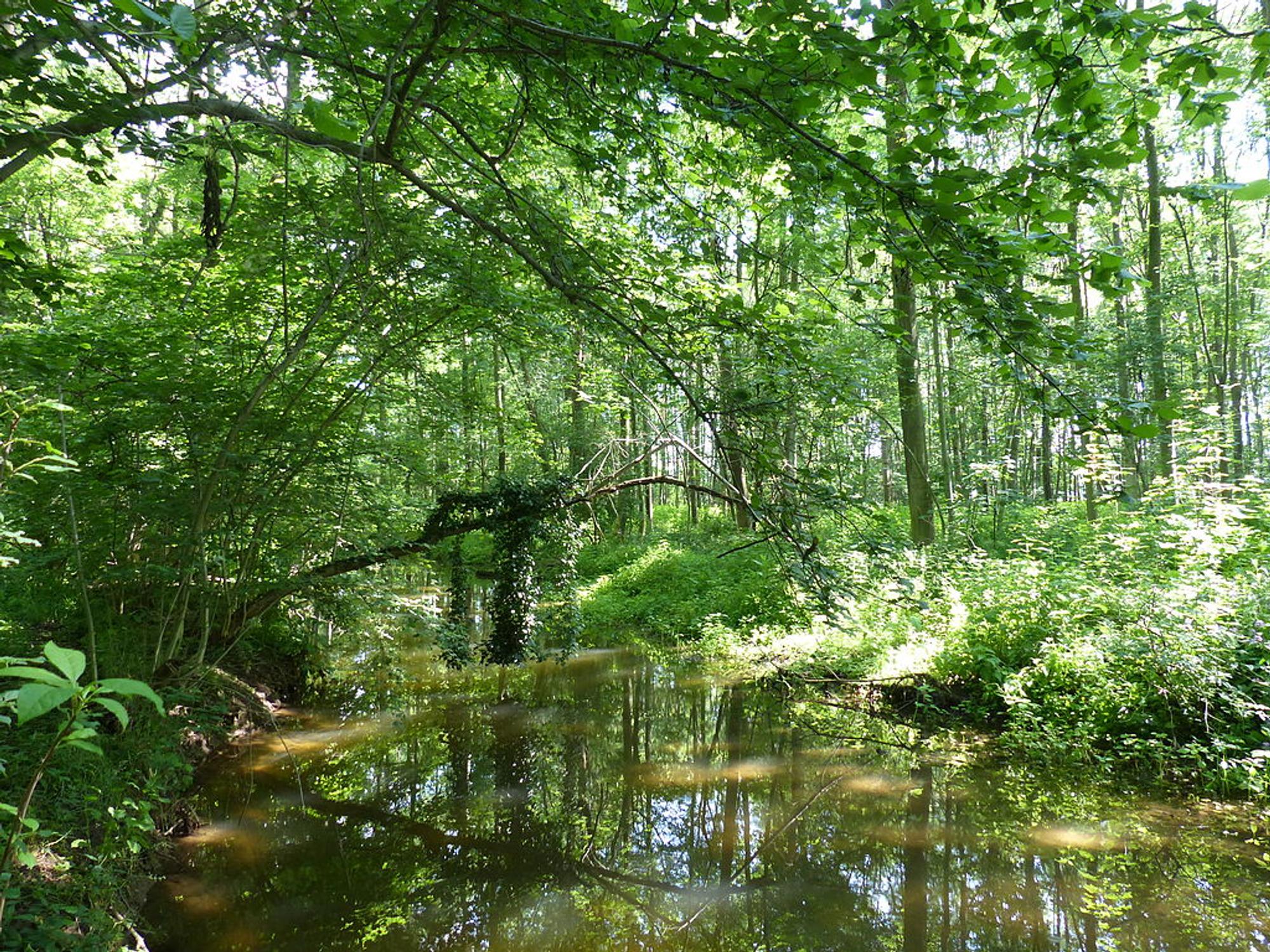 Kerpener_Bruch,_Auenlandschaft_Wiki_Lennox200_cc3.0
