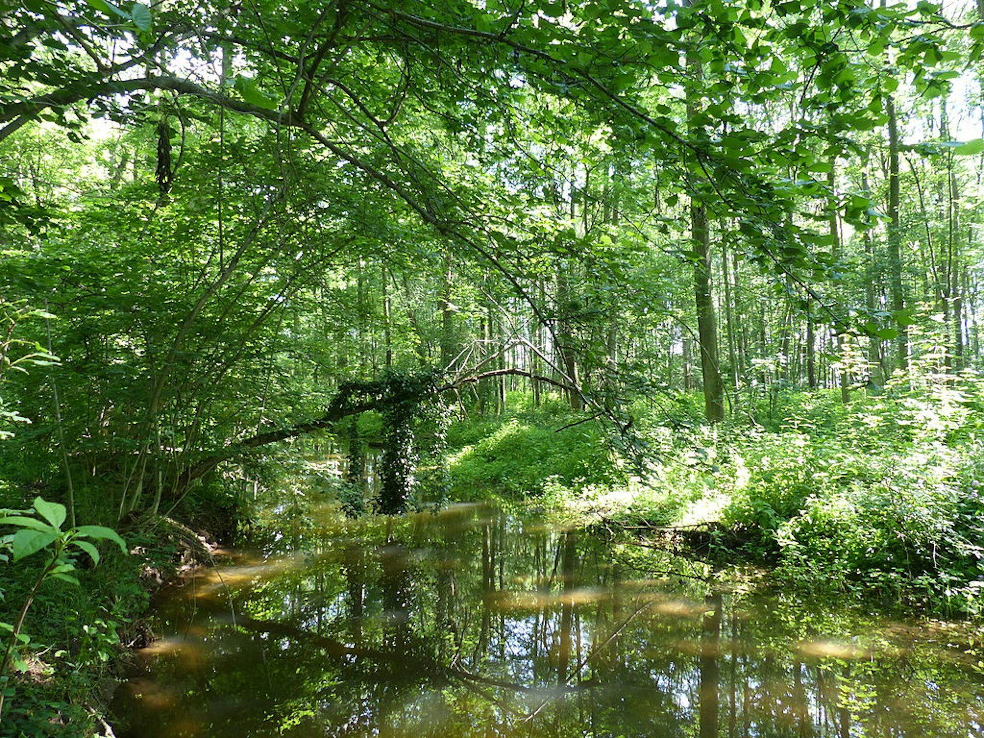 Kerpener_Bruch,_Auenlandschaft_Wiki_Lennox200_cc3.0