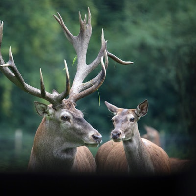 Hirsch Gut Leidenhausen dpa2