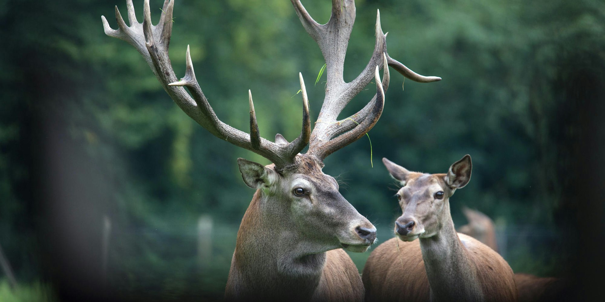Hirsch Gut Leidenhausen dpa2