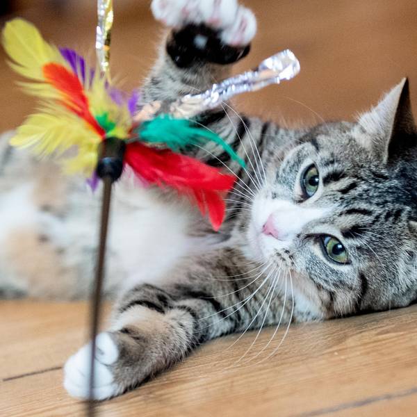 Katze Symbol