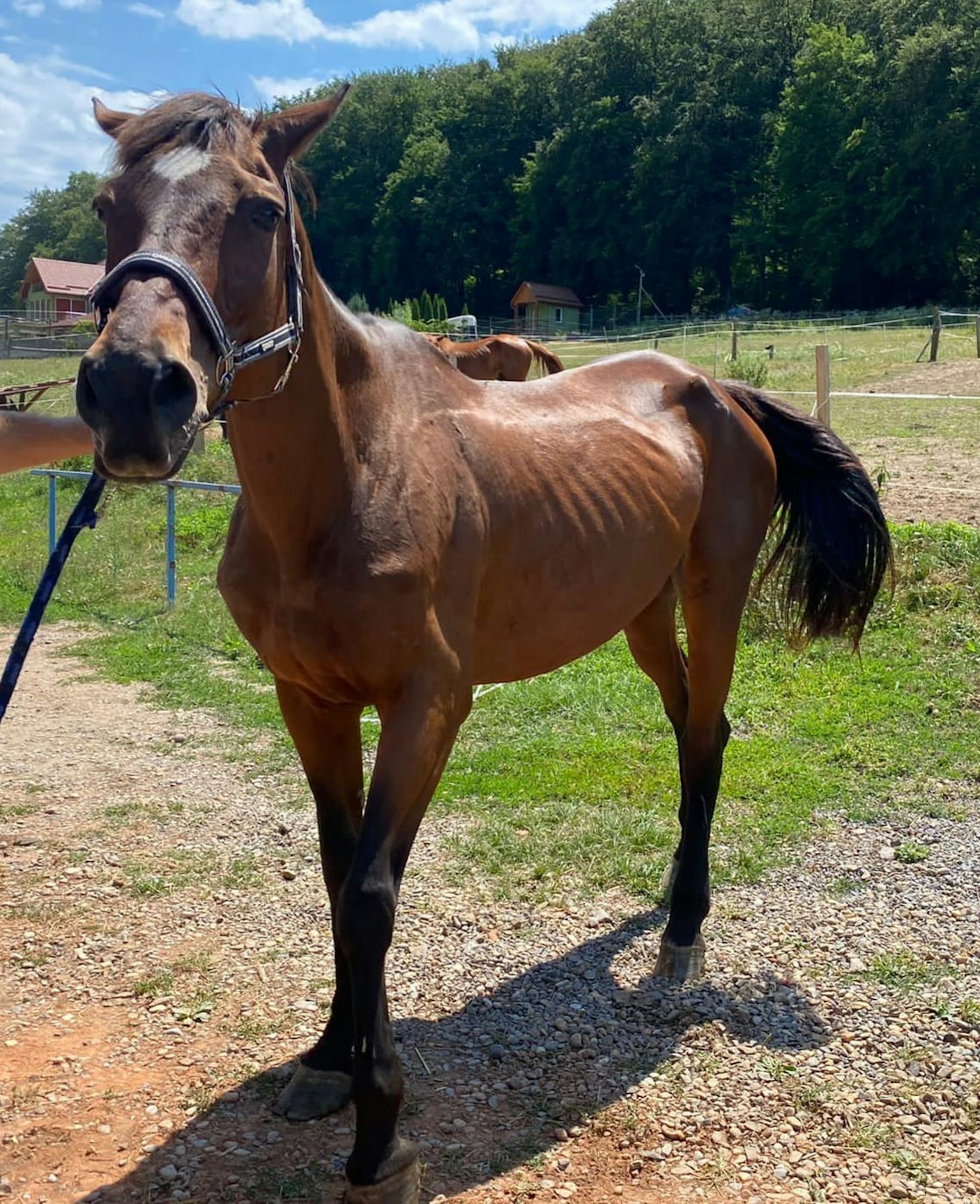 Pferde aus der Ukraine