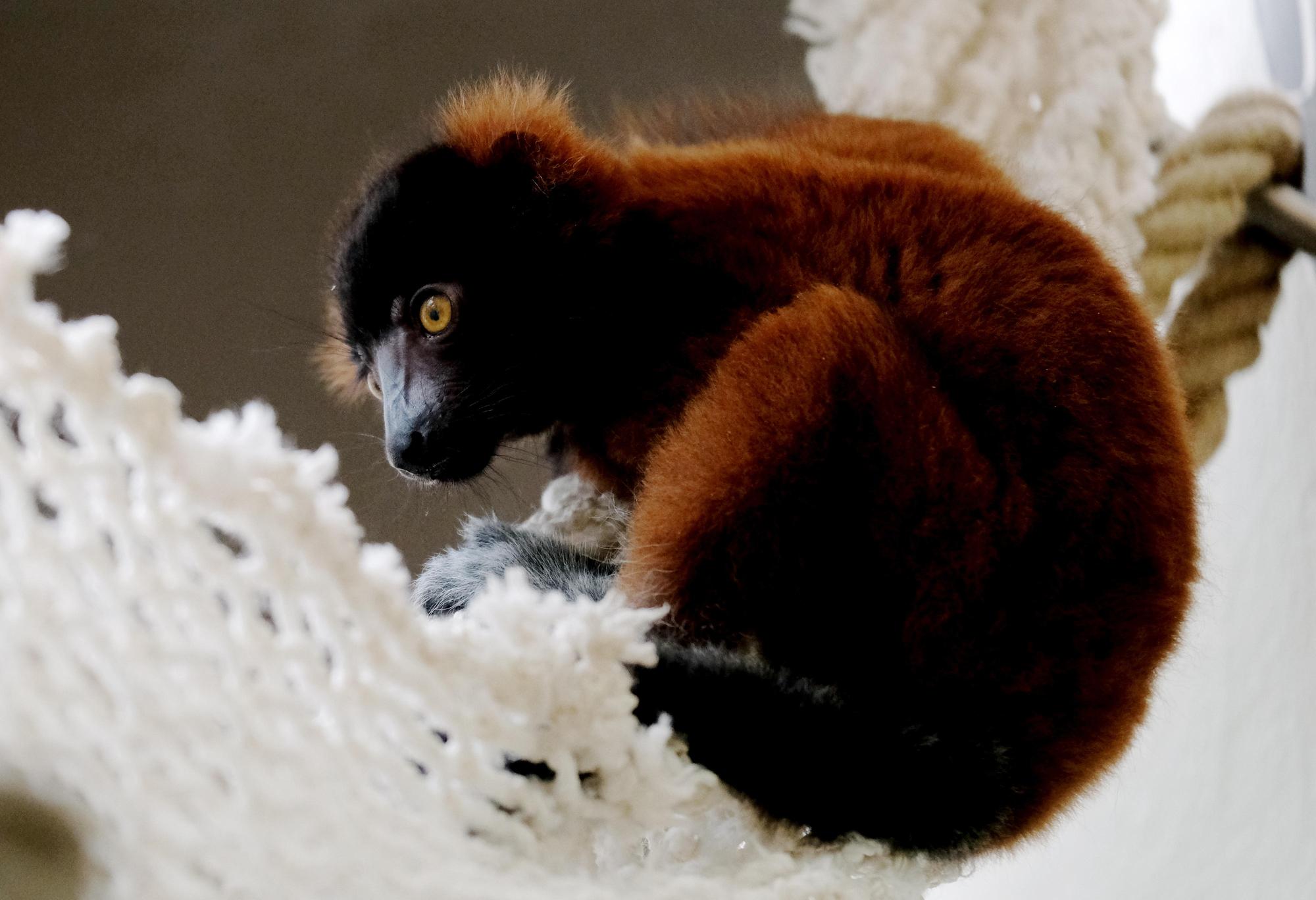 20160421max-lemur11