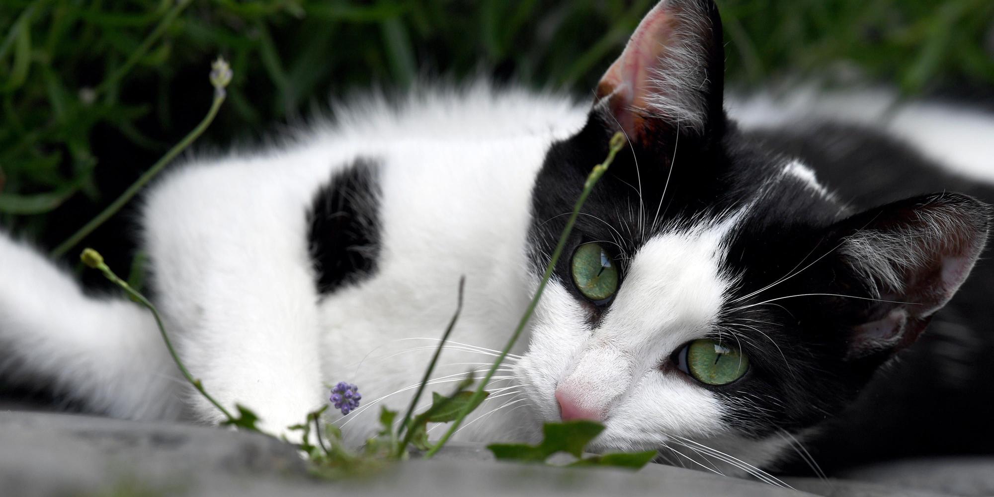 Katze chillt