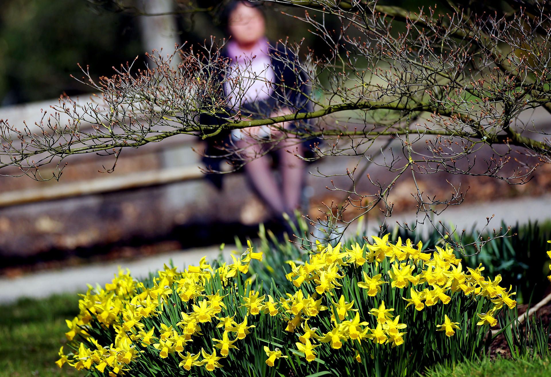 Frühling köln osterglocken parkbank