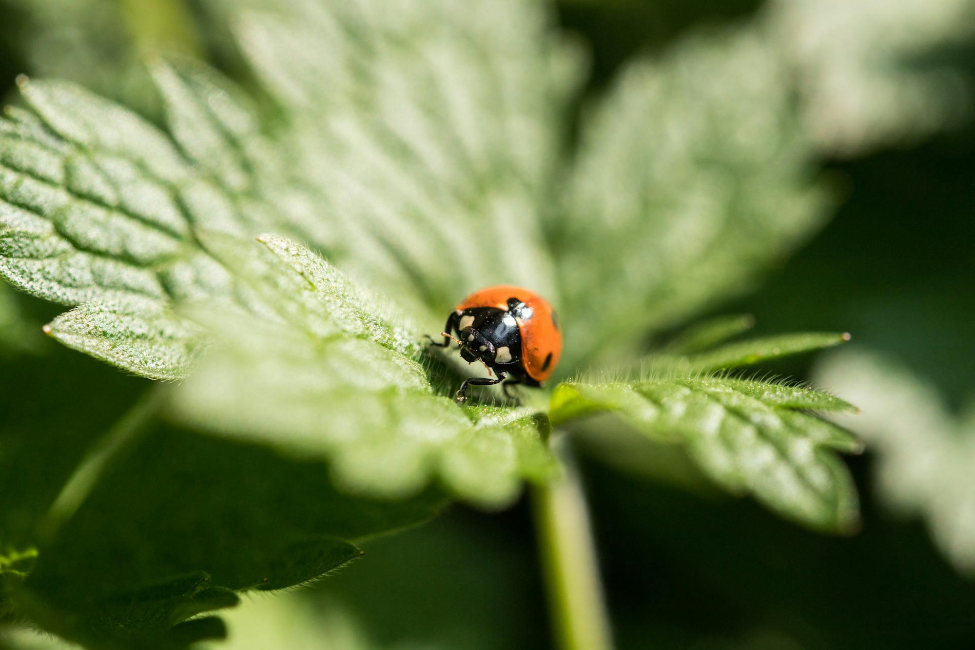 Marienkäfer Garten dpa