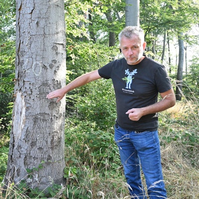 Kürten Buchenfällung