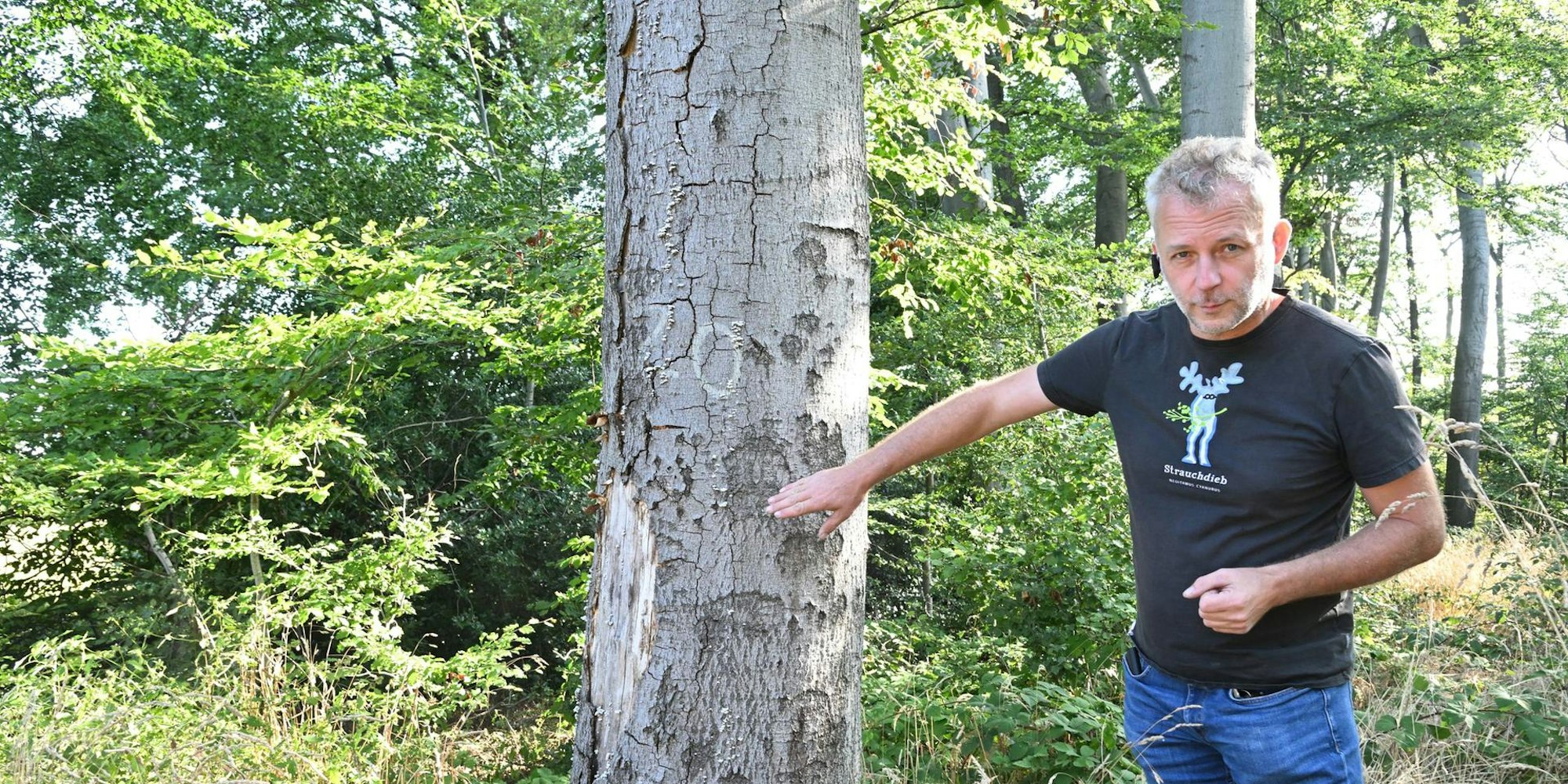 Kürten Buchenfällung