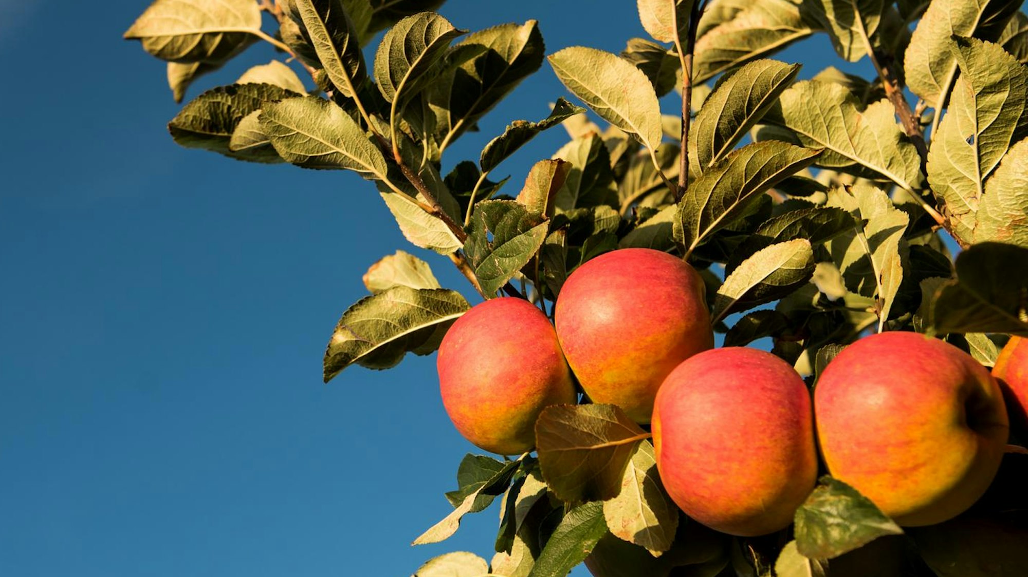 Äpfel am Baum im Herbstlicht.