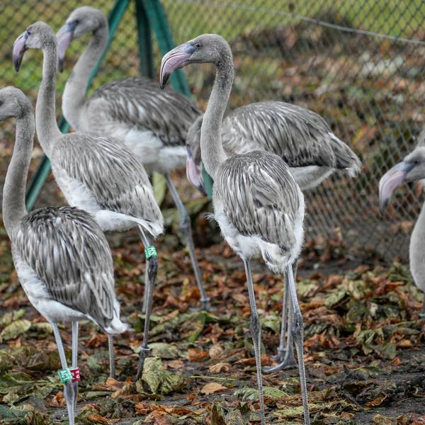 Flamingos
