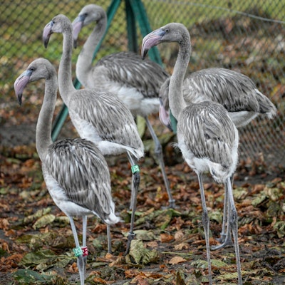 Flamingos