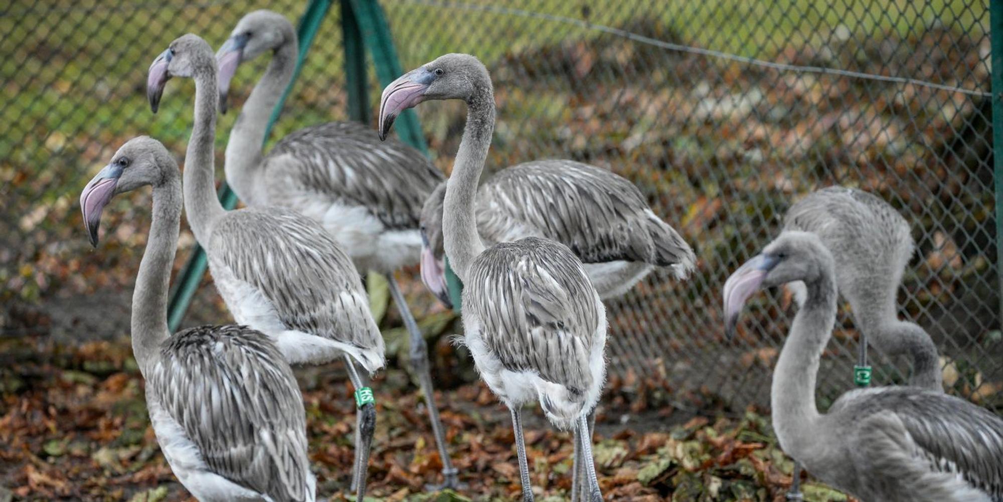 Flamingos