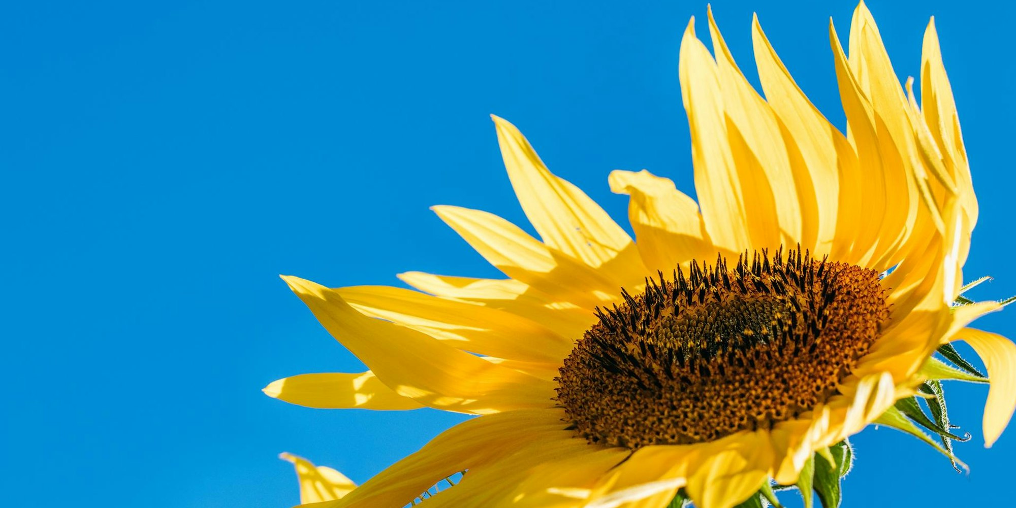 jason-leung-TJ1RLAvxayQ-unsplash