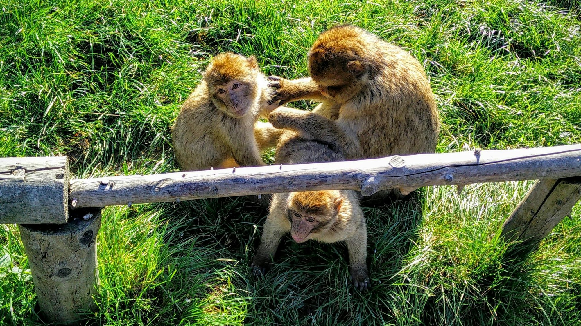 Drei Affen sitzen nebeneinander auf einer grünen Wiese