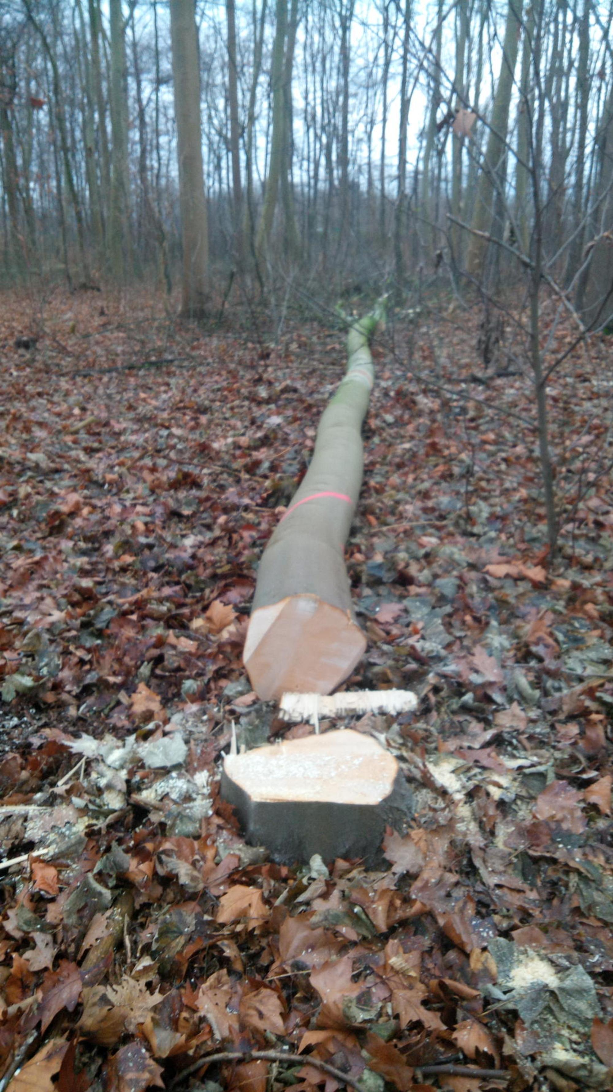 2021-01-06 12.42.27 Einzelbaum