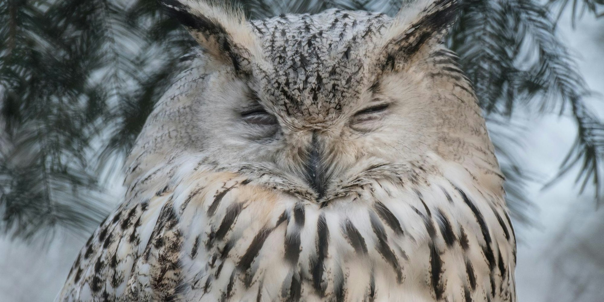 Sibirischer Uhu dpa Paul Zinken
