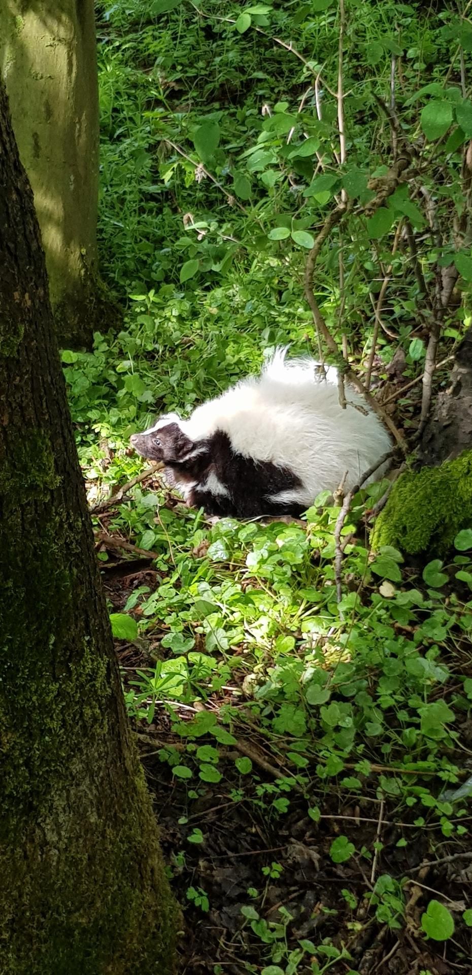 Skunk
