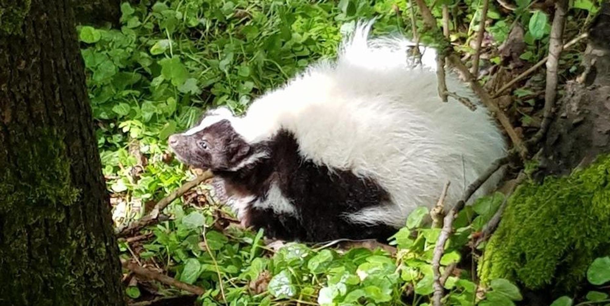 Skunk