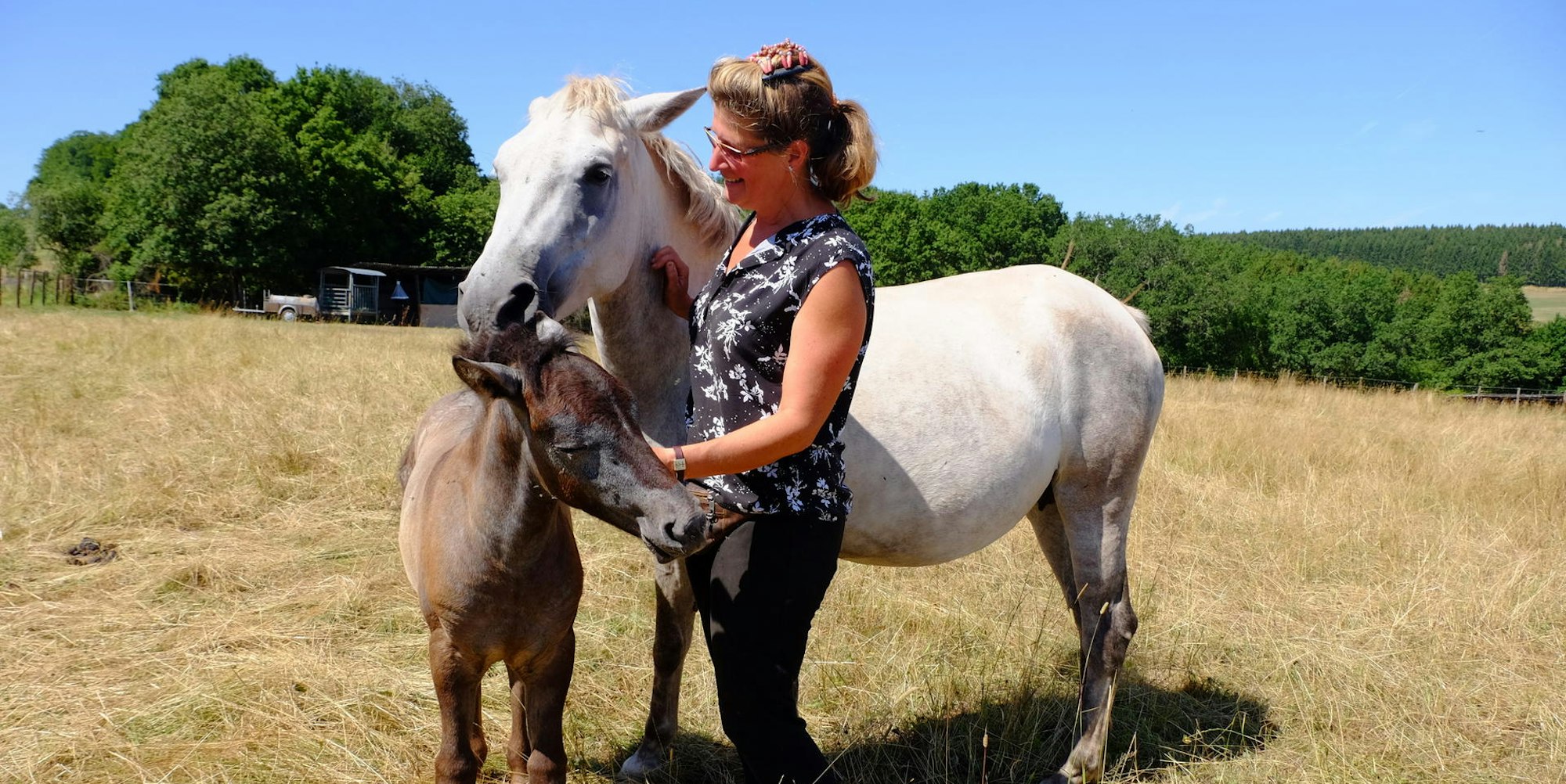 Camargue-Pferde 1