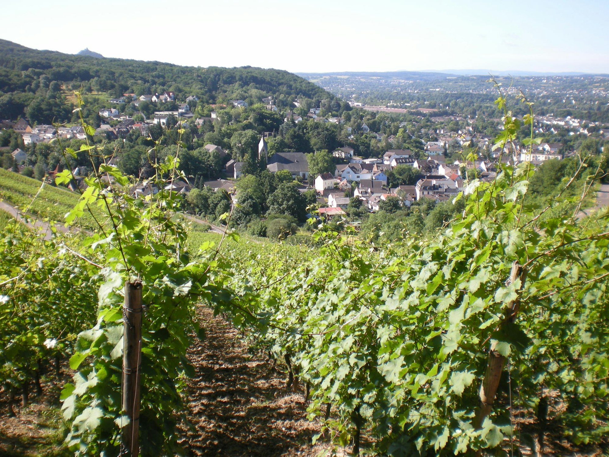 Bilder vom Weinberg Weingut Blöser