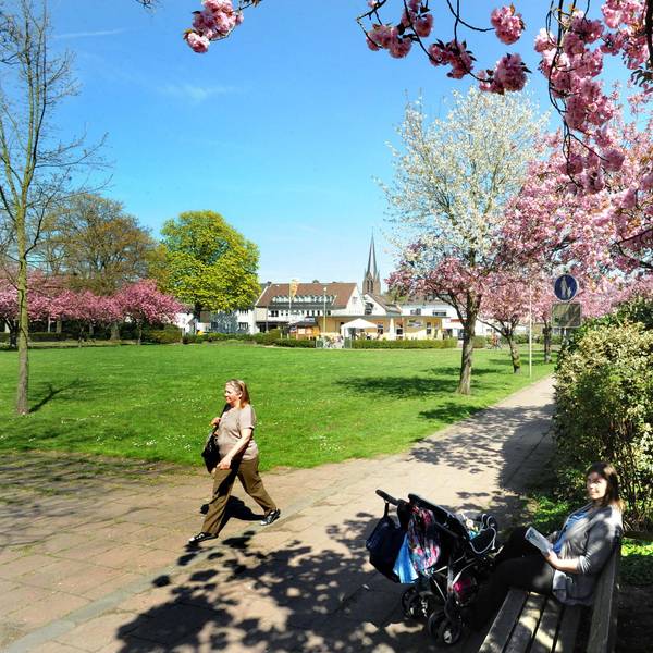Stadtpark mit Blüte