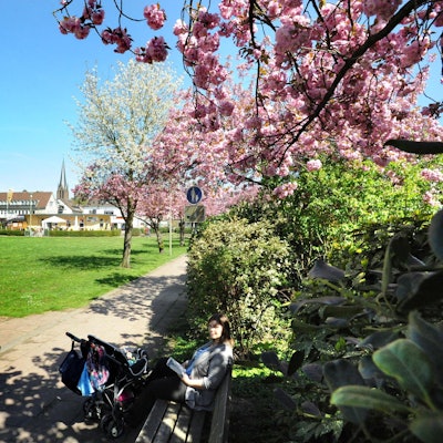 Stadtpark mit Blüte