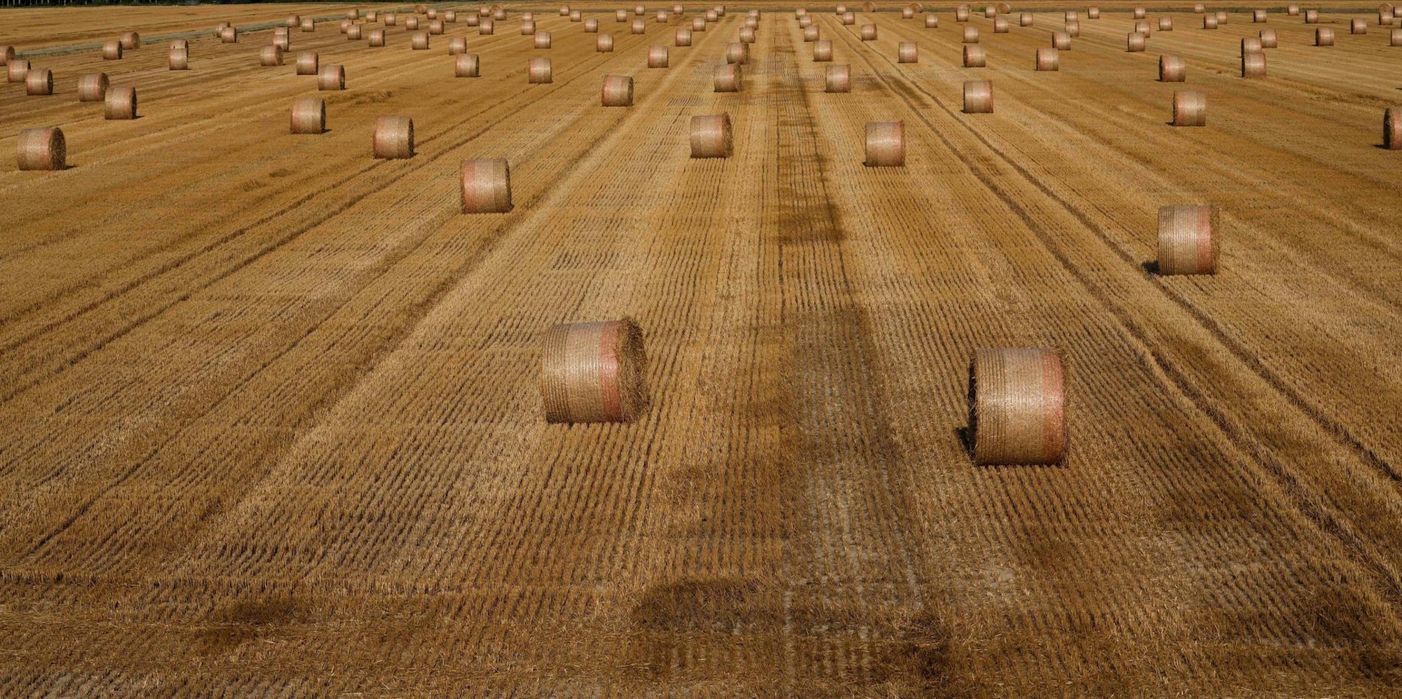 Heuballen Dürre dpa